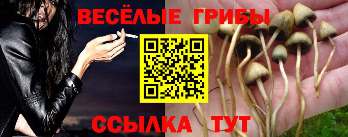 Псилоцибиновые грибы Psilocybine cubensis Муравленко